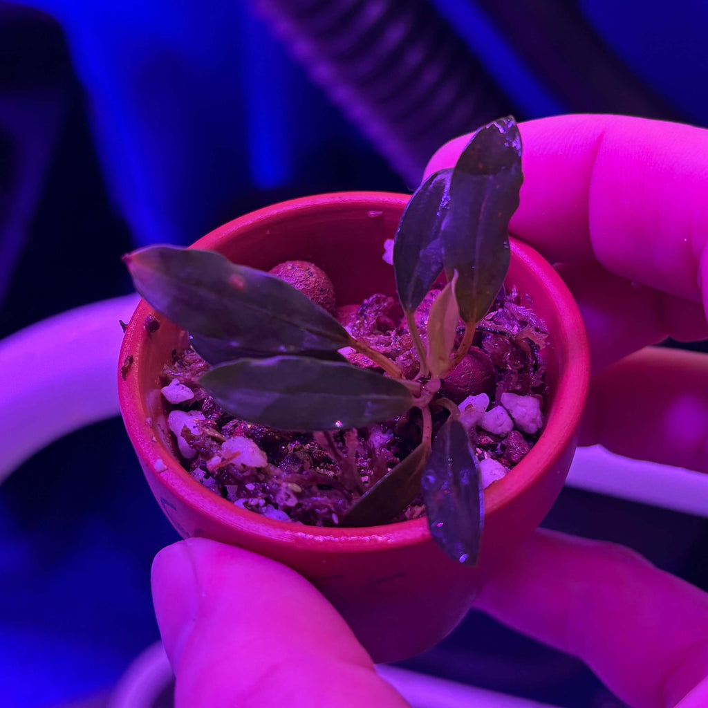 Bucephalandra chimaera in a small terracotta pot, held by a hand, under purple lighting.