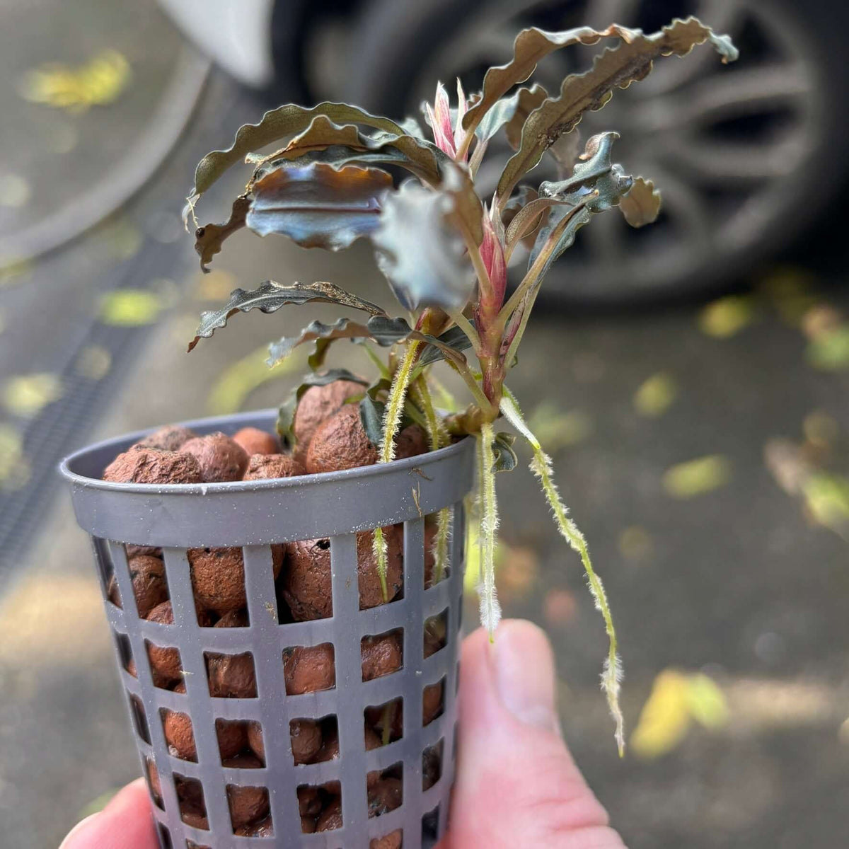Bucephalandra diabolica (Devil bucephalandra/Kedagang/Kudagang) in a mesh pot with red stems and iridescent leaves.
