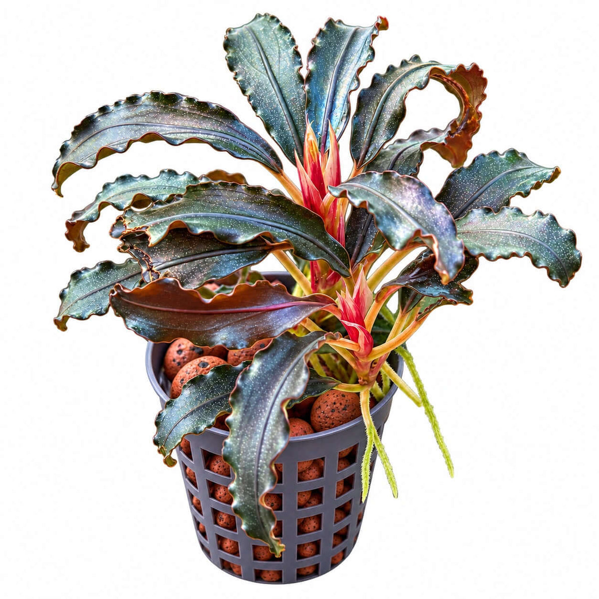 Bucephalandra diabolica (Devil bucephalandra/Kedagang/Kudagang) in a pot with decorative stones.