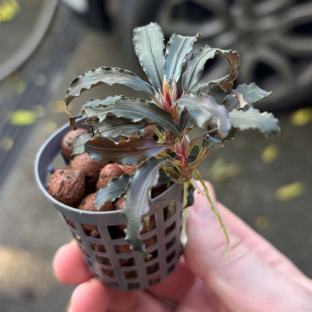 Bucephalandra diabolica (Devil bucephalandra/Kedagang/Kudagang) in a pot with red stems and iridescent leaves.