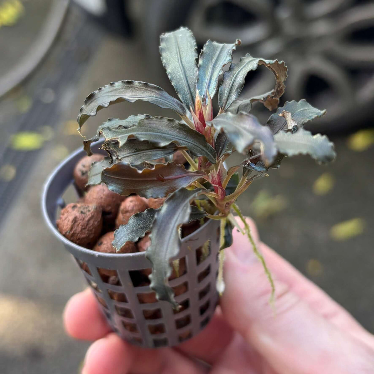 Bucephalandra diabolica (Devil bucephalandra/Kedagang/Kudagang) in a pot with red stems and iridescent leaves.
