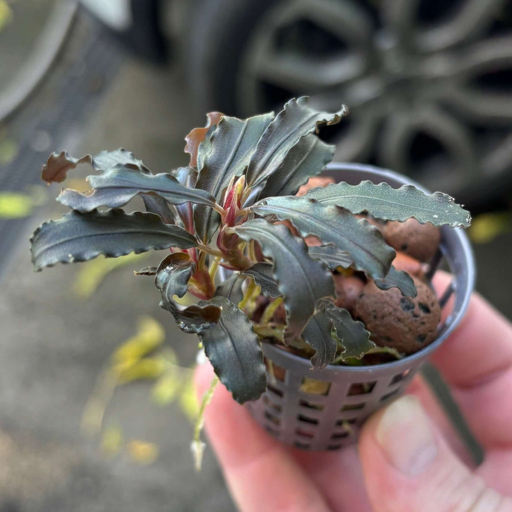 Bucephalandra diabolica (Devil bucephalandra/Kedagang/Kudagang) in a plant basket with iridescent leaves.