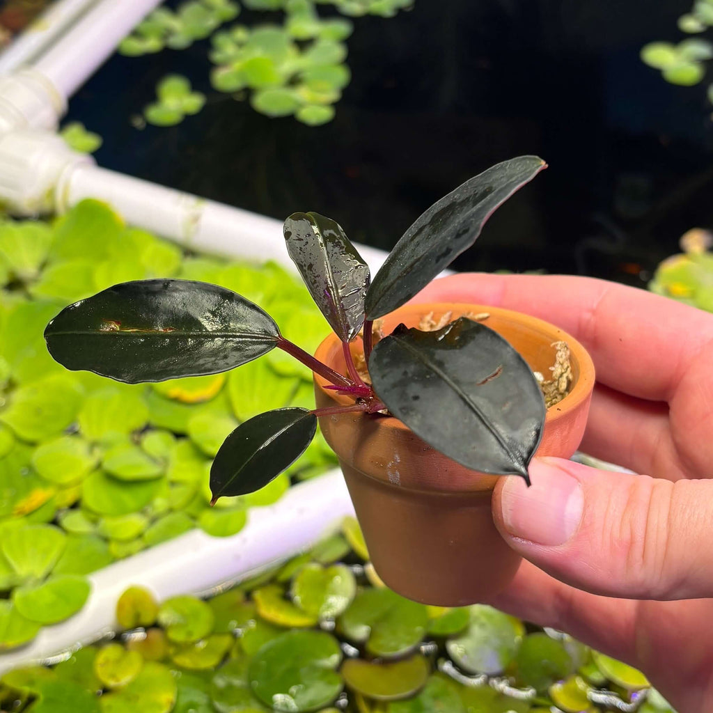 Bucephalandra 'Entikong' (Bucephalandra sp. 'Entikong') in a small pot held above water plants.