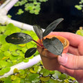 Bucephalandra 'Entikong' (Bucephalandra sp. 'Entikong') in a small pot held above water plants.