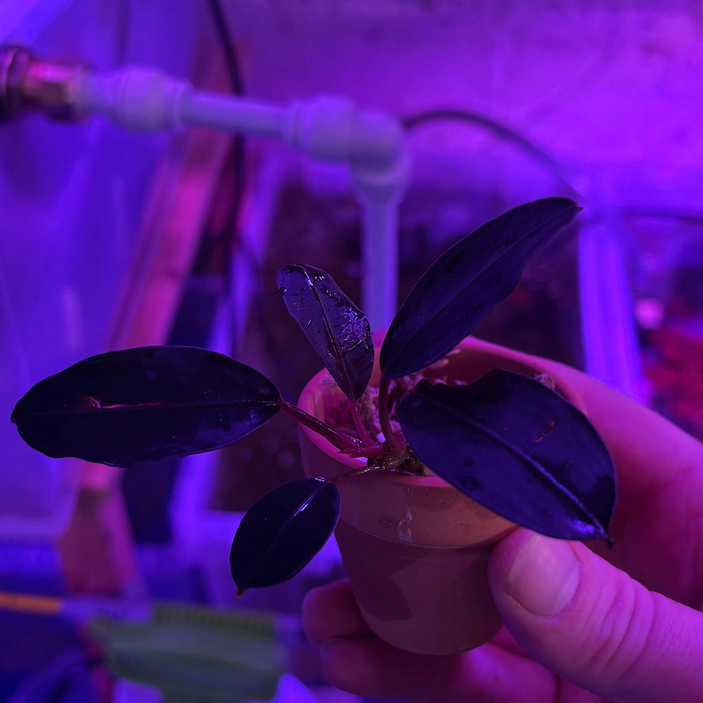 Bucephalandra 'Entikong' (Bucephalandra sp. 'Entikong') plant in a small pot held by a hand under purple light.