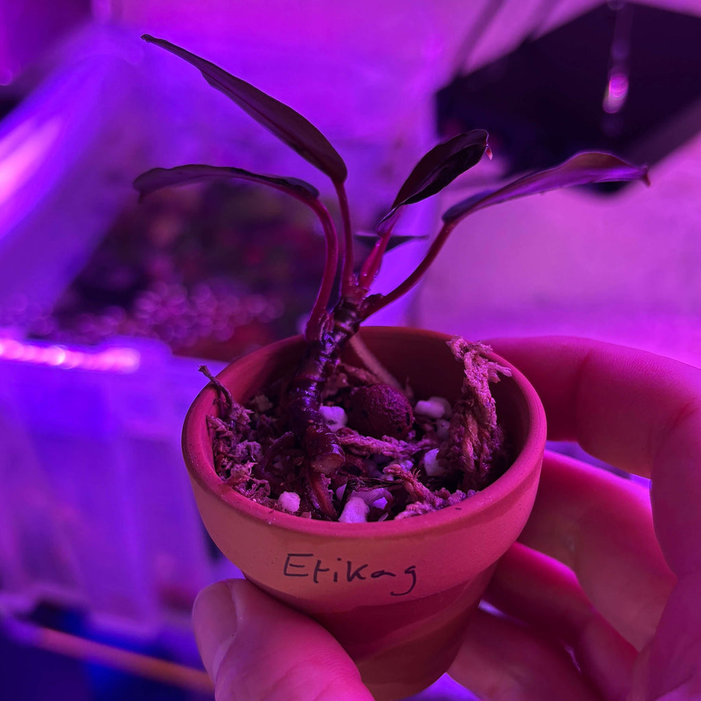 Bucephalandra 'Entikong' (Bucephalandra sp. 'Entikong') plant in a small pot, showcasing its roots and emersed growth.