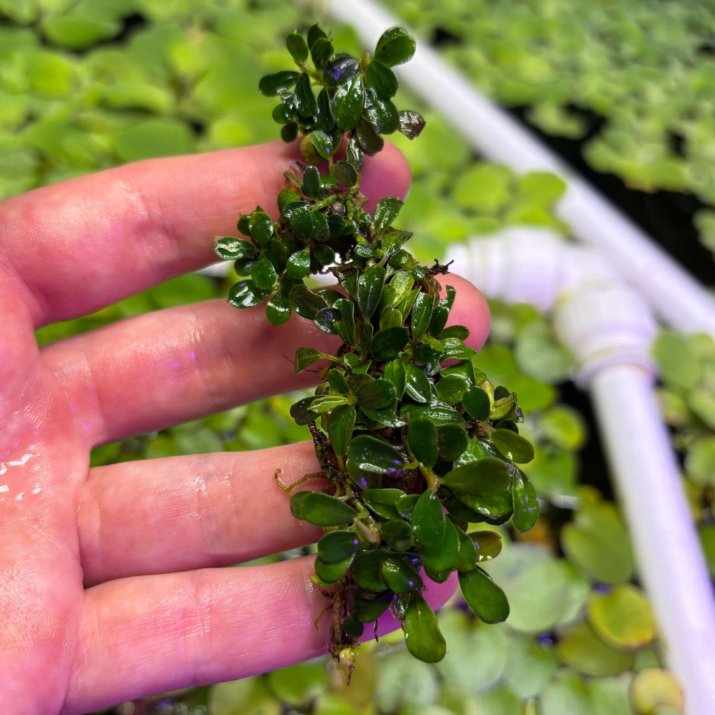 Bucephalandra Sp. Mini Coin Clump - Rare Epiphyte Plant held in hand, showcasing its lush green leaves.
