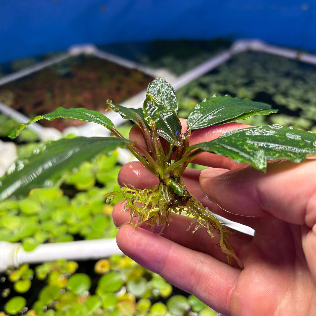 Bucephalandra Pearl Gray (Bucephalandra sp. 'Pearl Gray') in hand with roots visible