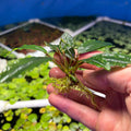 Bucephalandra Pearl Gray (Bucephalandra sp. 'Pearl Gray') in hand with roots visible