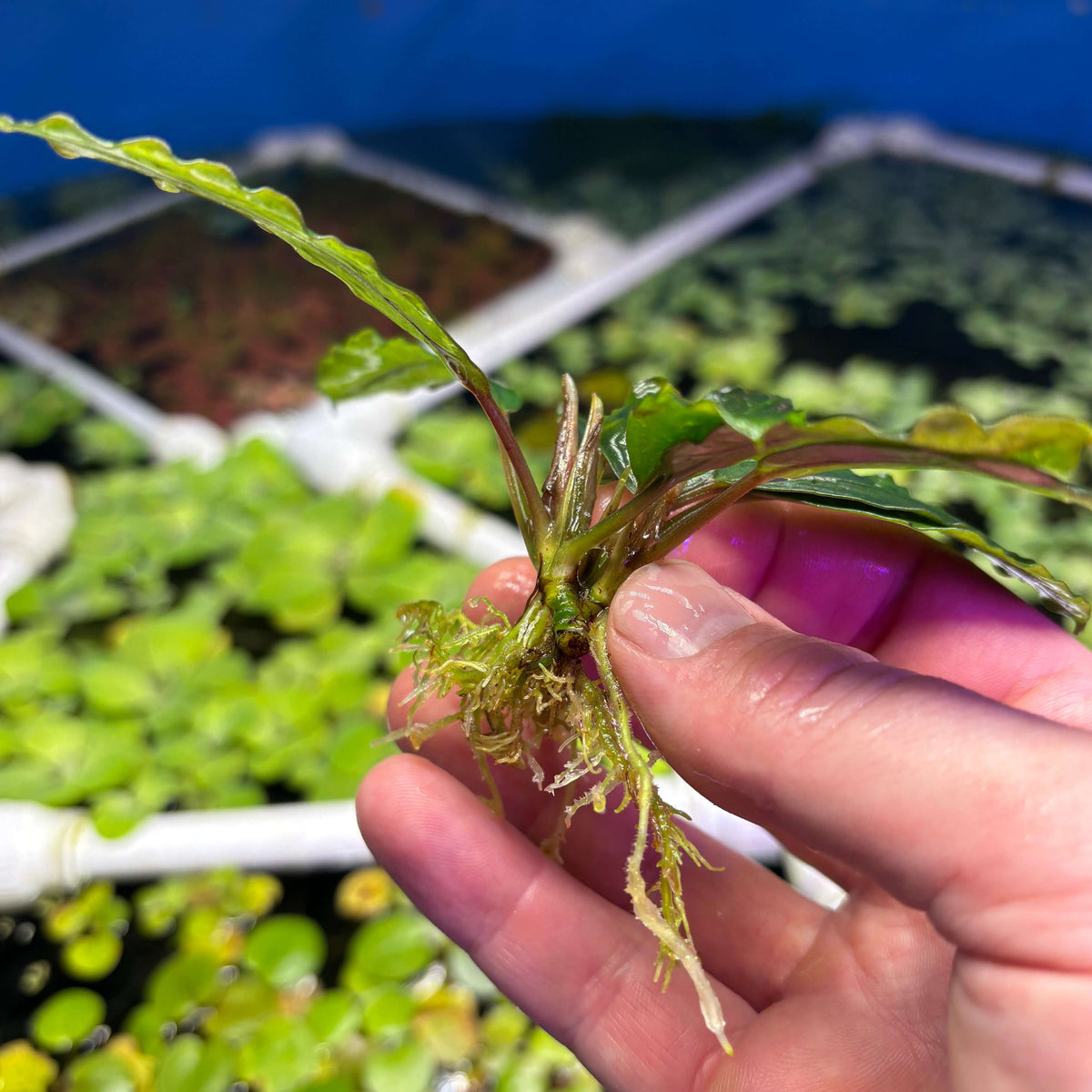 Bucephalandra Pearl Gray (Bucephalandra sp. 'Pearl Gray') held in hand with visible roots and leaves.