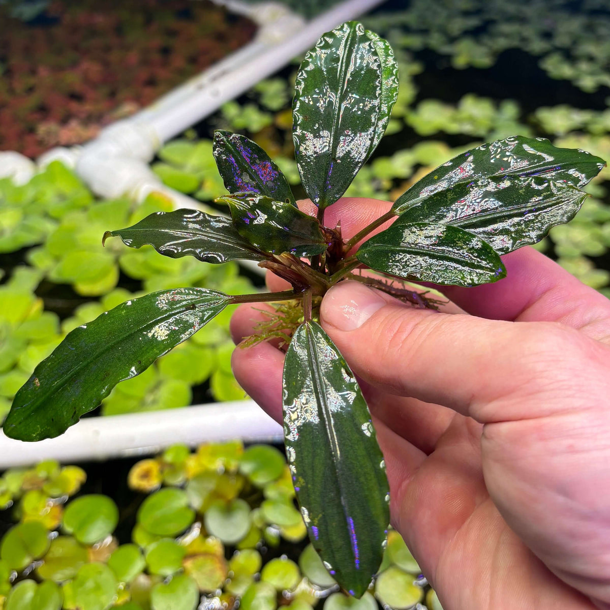 Bucephalandra Pearl Gray (Bucephalandra sp. 'Pearl Gray') held in hand above water, showcasing unique leaf patterns.
