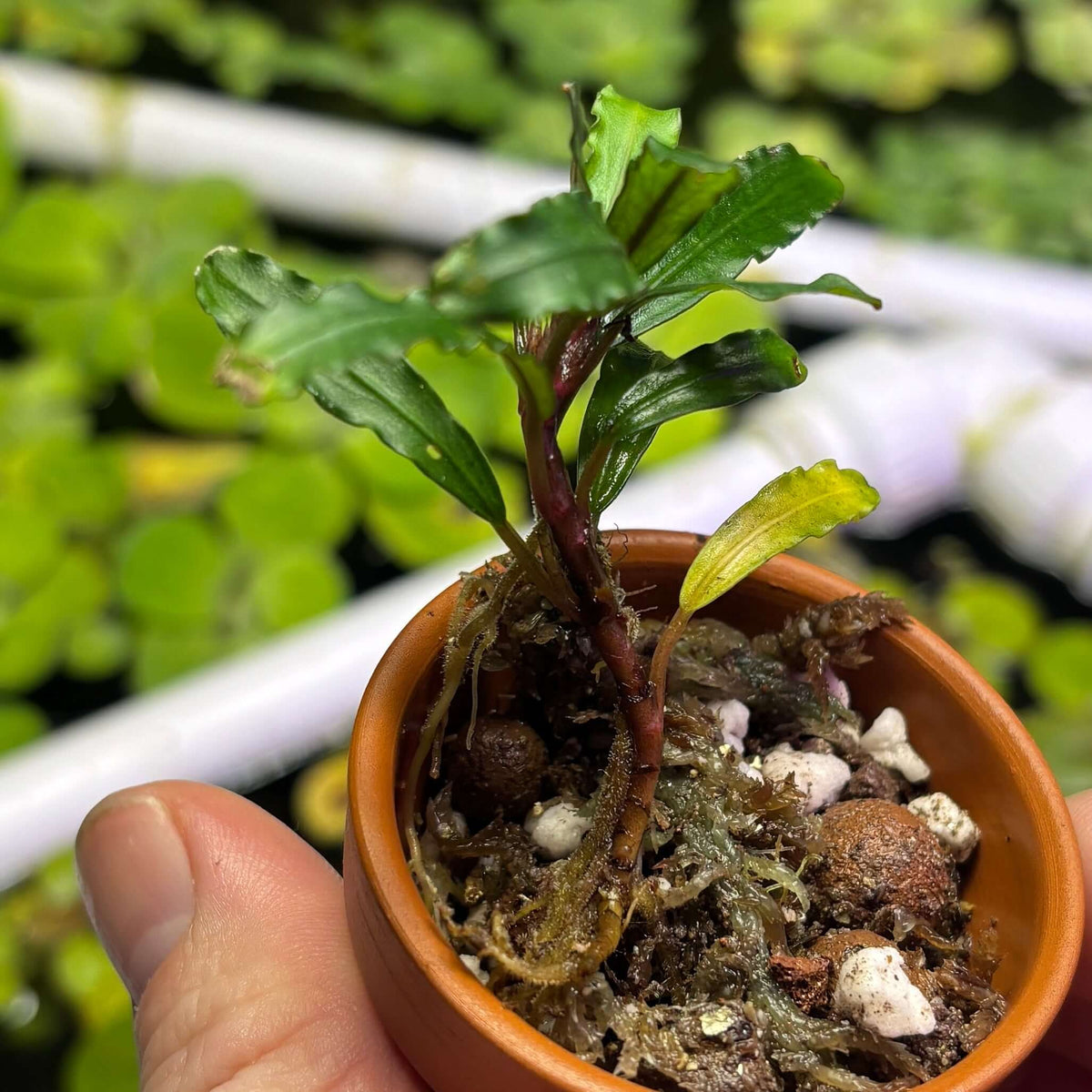 Bucephalandra Pink Beligis / Biblis Pink Green (Bucephalandra sp. 'pink beligis') in a small pot with roots.