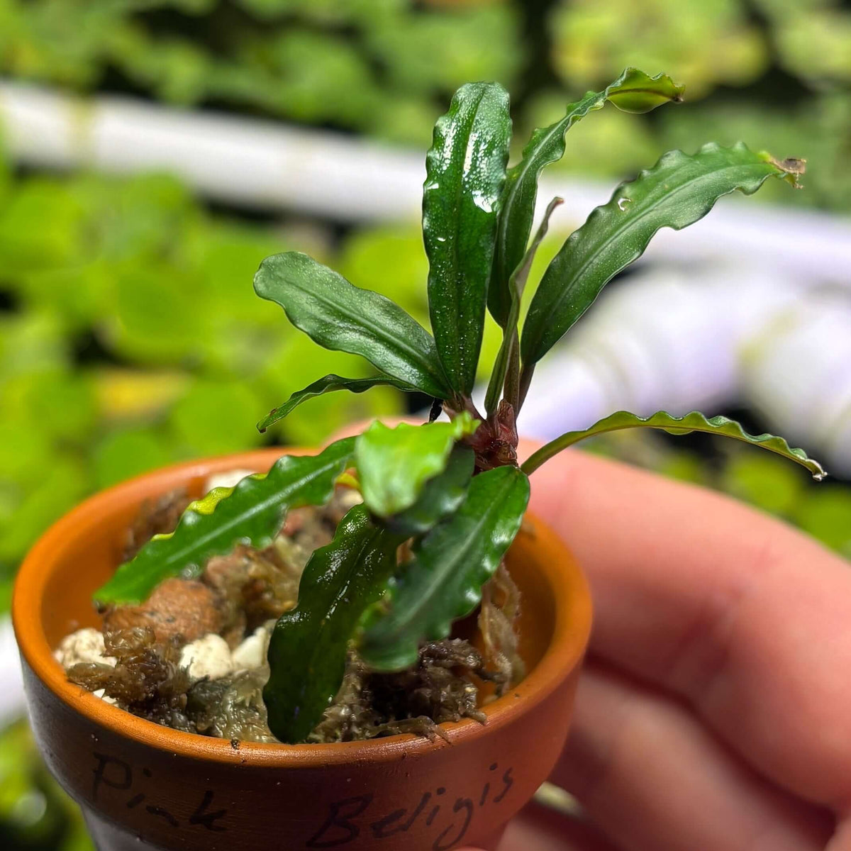 Bucephalandra Pink Beligis / Biblis Pink Green (Bucephalandra sp. 'pink beligis') in a small pot with healthy green leaves.