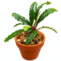 Bucephalandra Pink Beligis / Biblis Pink Green (Bucephalandra sp. 'pink beligis') in a terracotta pot.