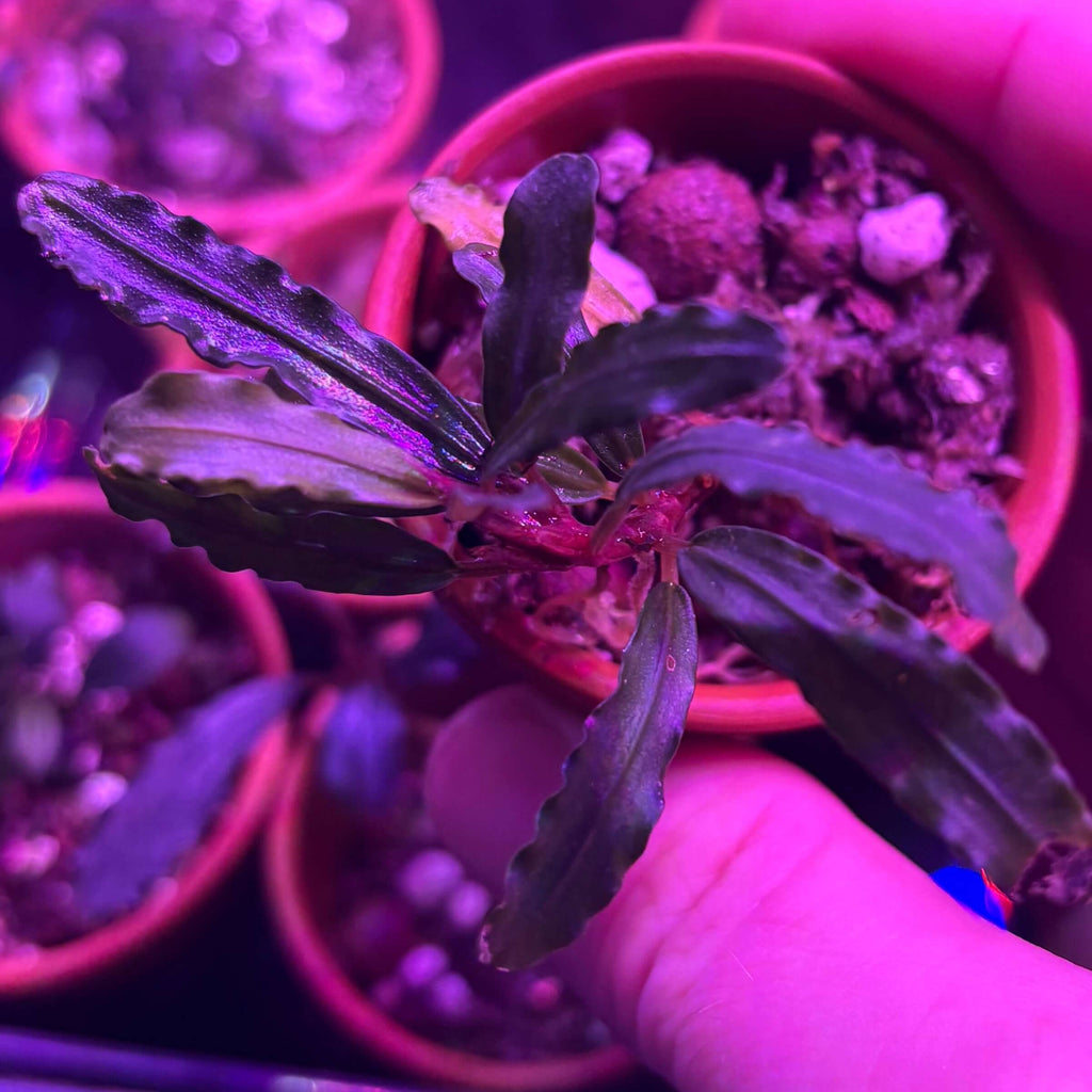 Bucephalandra Pink Beligis / Biblis Pink Green (Bucephalandra sp. 'pink beligis') in a pot with vibrant leaves.