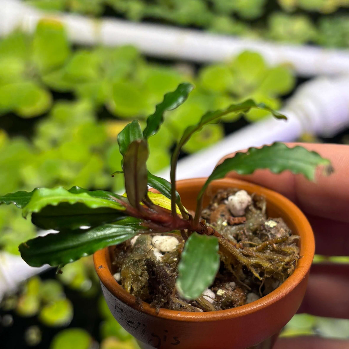 Bucephalandra Pink Beligis / Biblis Pink Green (Bucephalandra sp. 'pink beligis') in a small pot.