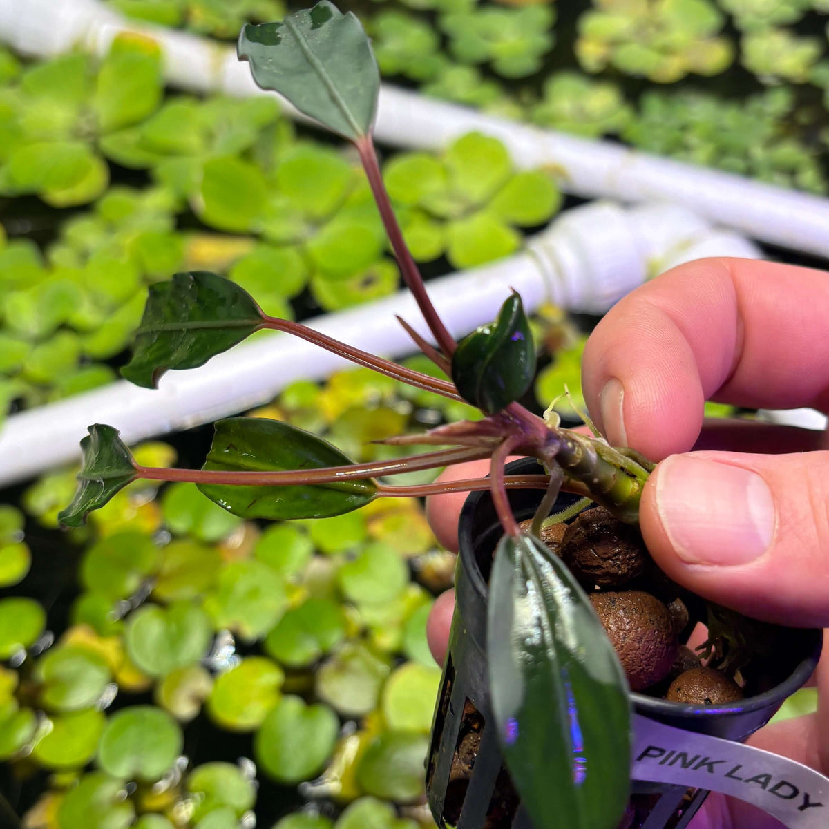 Bucephalandra Pink Lady (Bucephalandra sp. 'Pink Lady') plant held in hand, showcasing its unique growth and leafy structure.