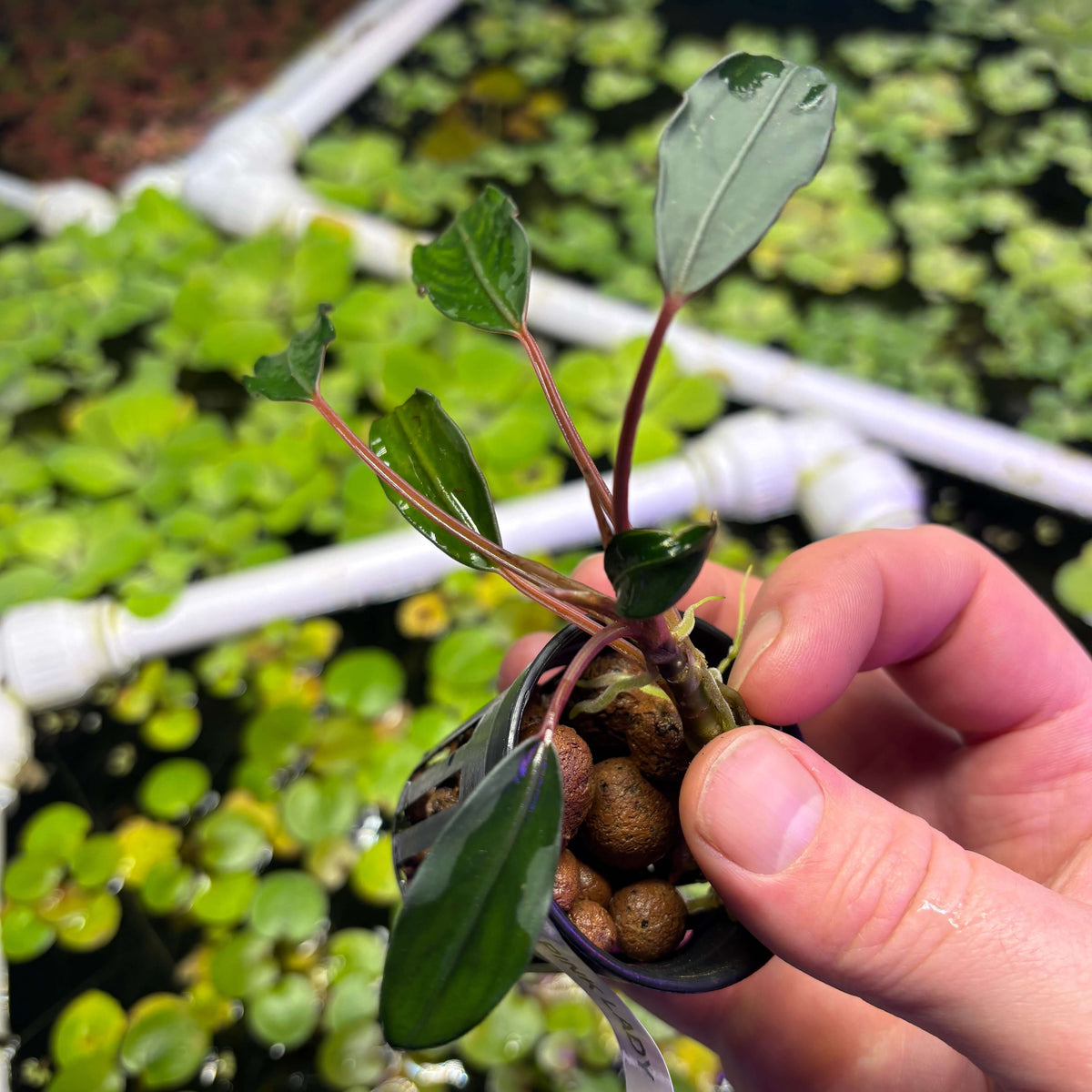 Bucephalandra Pink Lady (Bucephalandra sp. 'Pink Lady') displayed in hand with roots and leaves visible