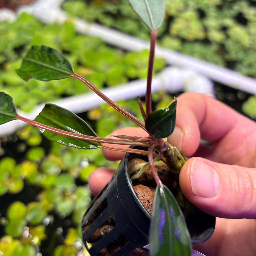 Bucephalandra Pink Lady (Bucephalandra sp. 'Pink Lady') plant held in hand with glossy leaves and roots visible.