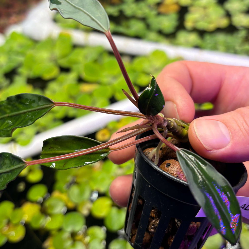Bucephalandra Pink Lady (Bucephalandra sp. 'Pink Lady') in a nursery pot, showcasing its vibrant leaves and roots.