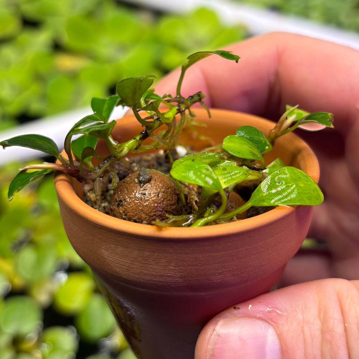 Bucephalandra Red Melawi (Bucephalandra sordidula var. 'Red Melawi') in a small pot with vibrant green leaves.