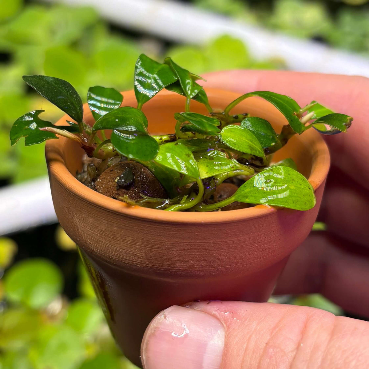 Bucephalandra Red Melawi (Bucephalandra sordidula var. 'Red Melawi') in a small terracotta pot.