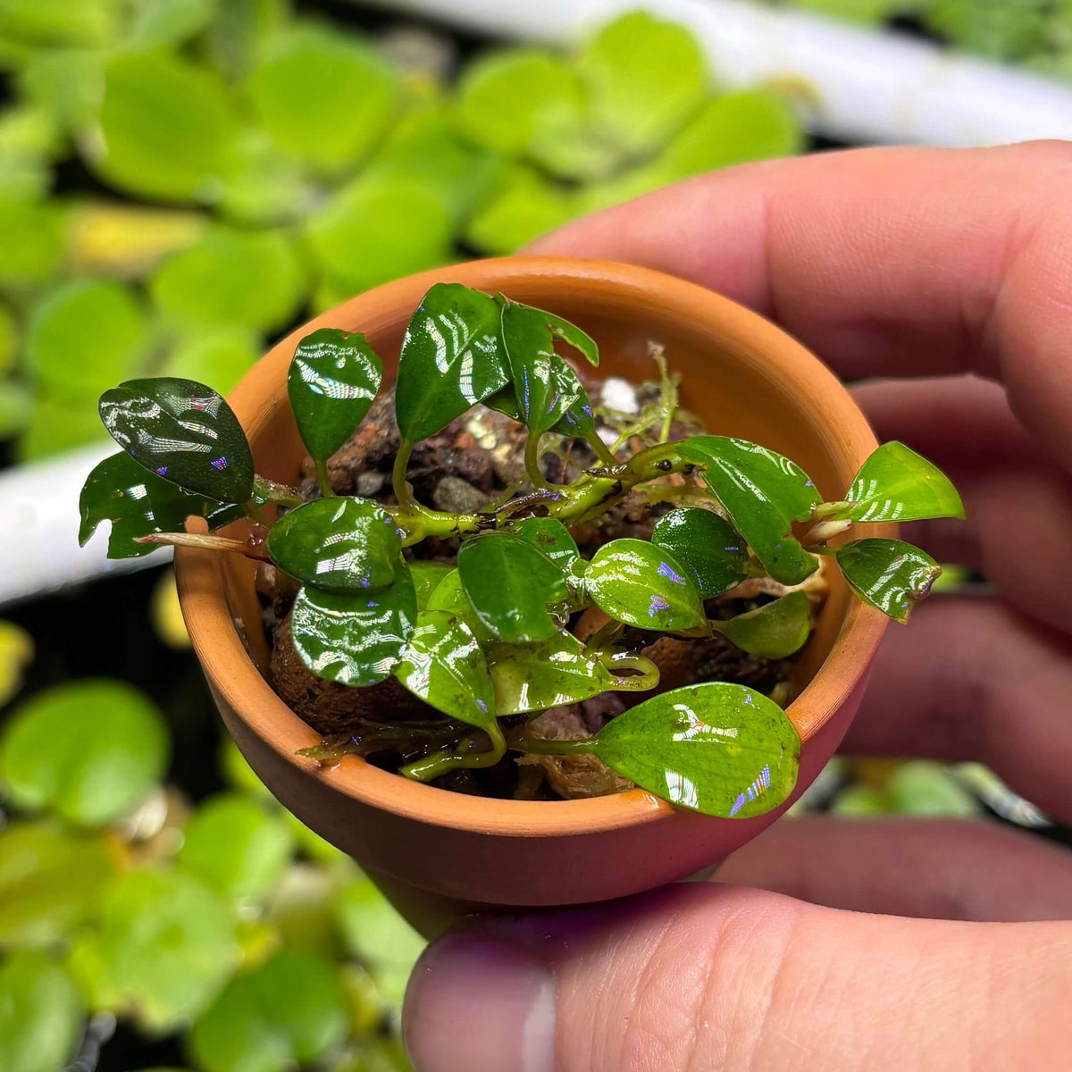 Bucephalandra Red Melawi (Bucephalandra sordidula var. 'Red Melawi') in a small pot held by a hand.