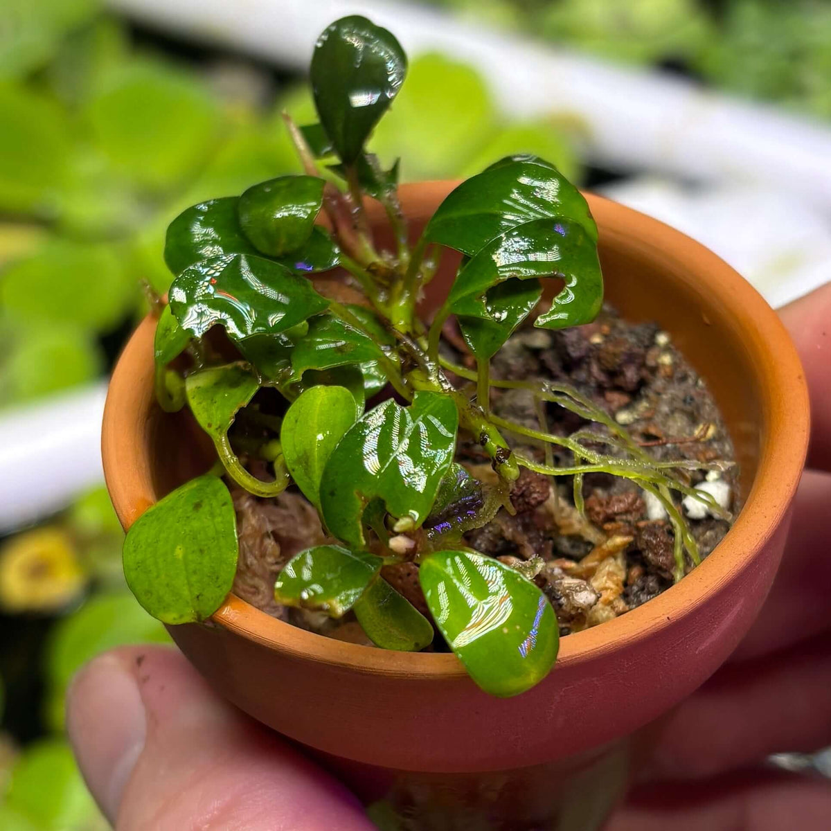 Bucephalandra Red Melawi (Bucephalandra sordidula var. 'Red Melawi') in a small pot with healthy green leaves.