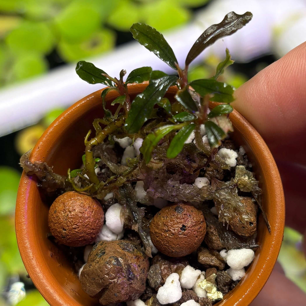 Small pot with Bucephalandra Red Velvet (Bucephalandra sp. 'Red Velvet') plant, showcasing roots and substrate.