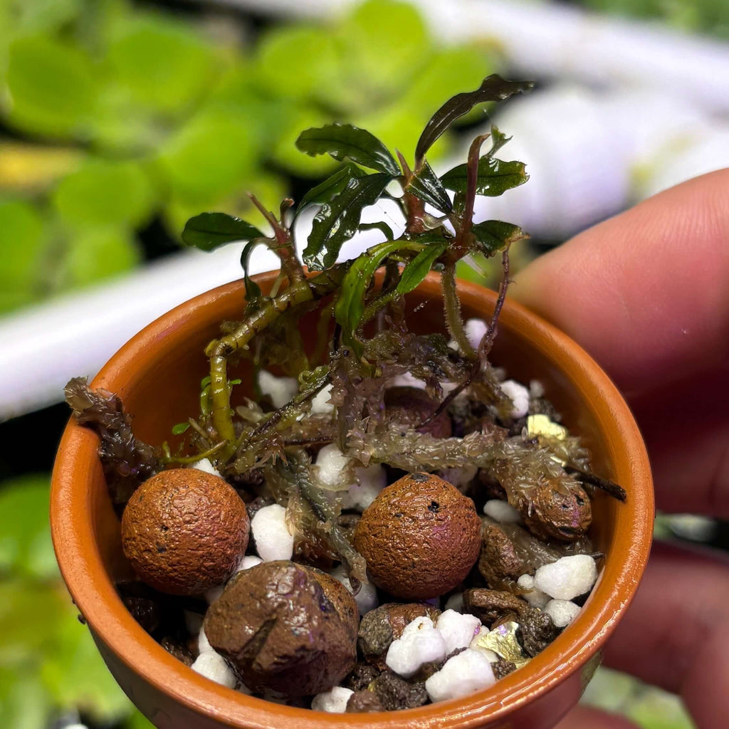 Bucephalandra Red Velvet (Bucephalandra sp. 'Red Velvet') new growth in a terracotta pot with substrate.