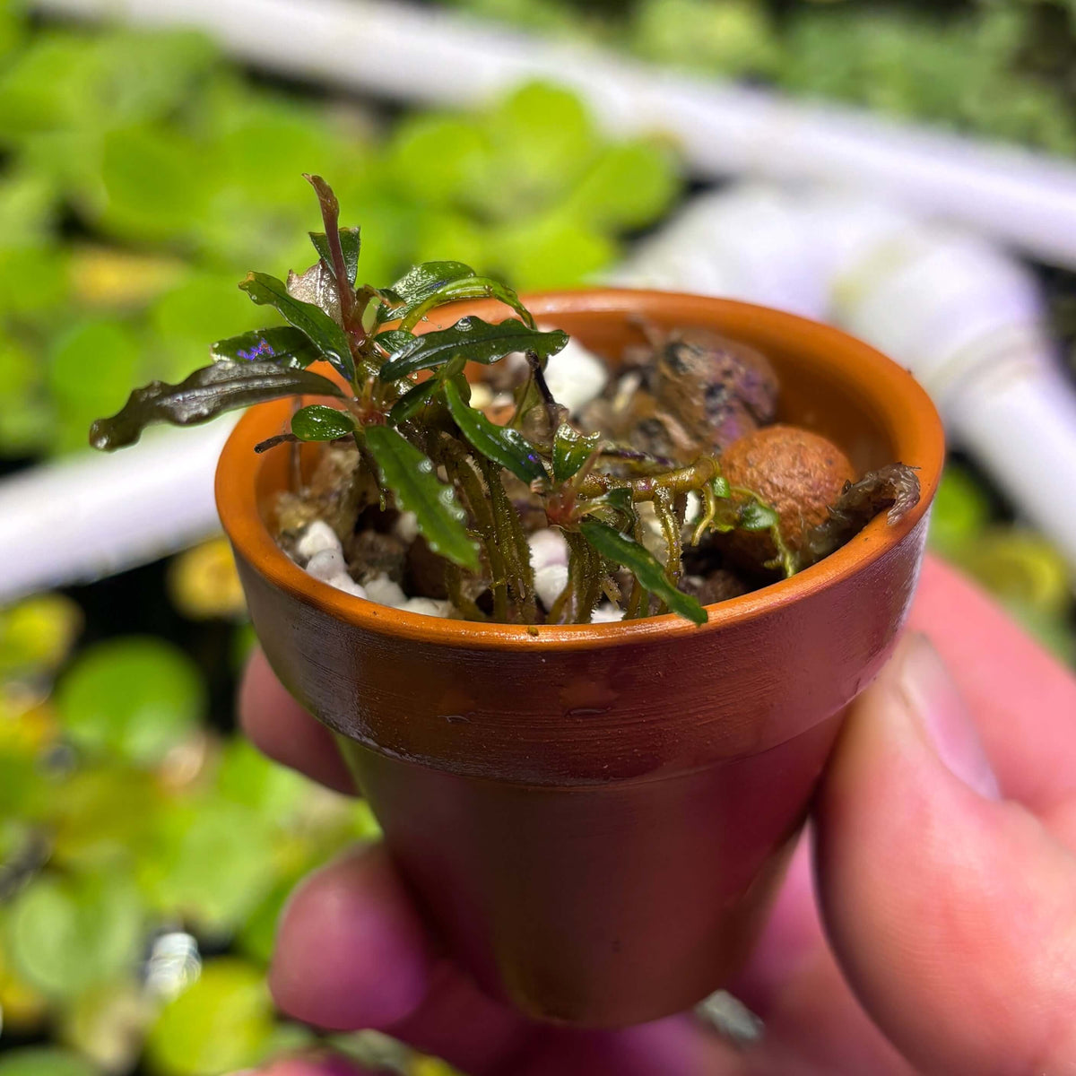 Bucephalandra Red Velvet (Bucephalandra sp. 'Red Velvet') in a small pot with pebbles and substrate.
