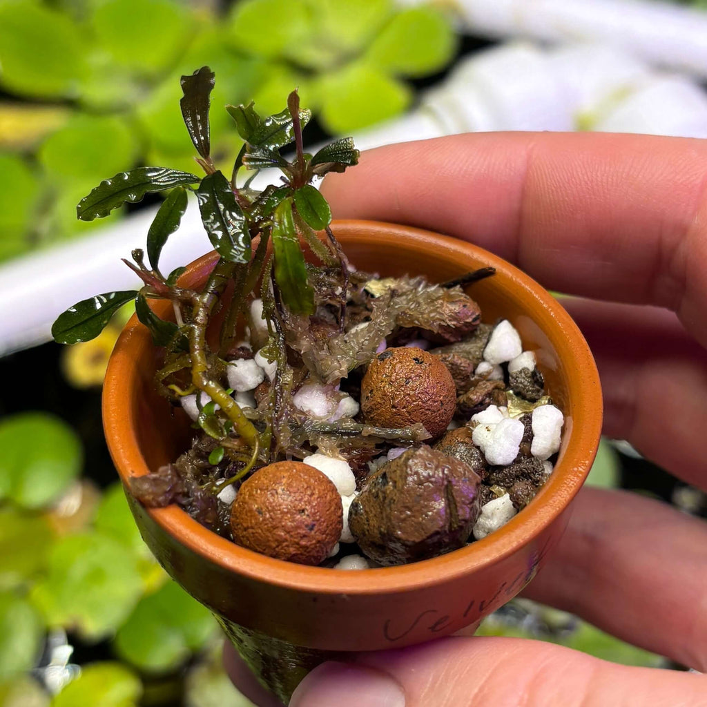 Bucephalandra Red Velvet (Bucephalandra sp. 'Red Velvet') in a small terracotta pot with pebbles and substrate.