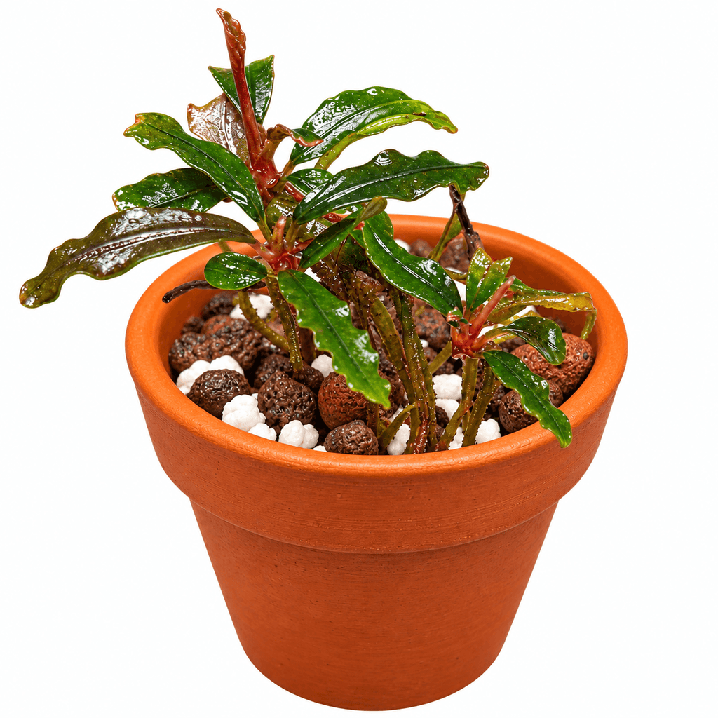 Bucephalandra Red Velvet (Bucephalandra sp. 'Red Velvet') in a terracotta pot with decorative stones.