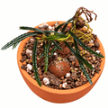 Bucephalandra Rosemary (Bucephalandra belindae var. 'Rosemary') in a terracotta pot with rich substrate.