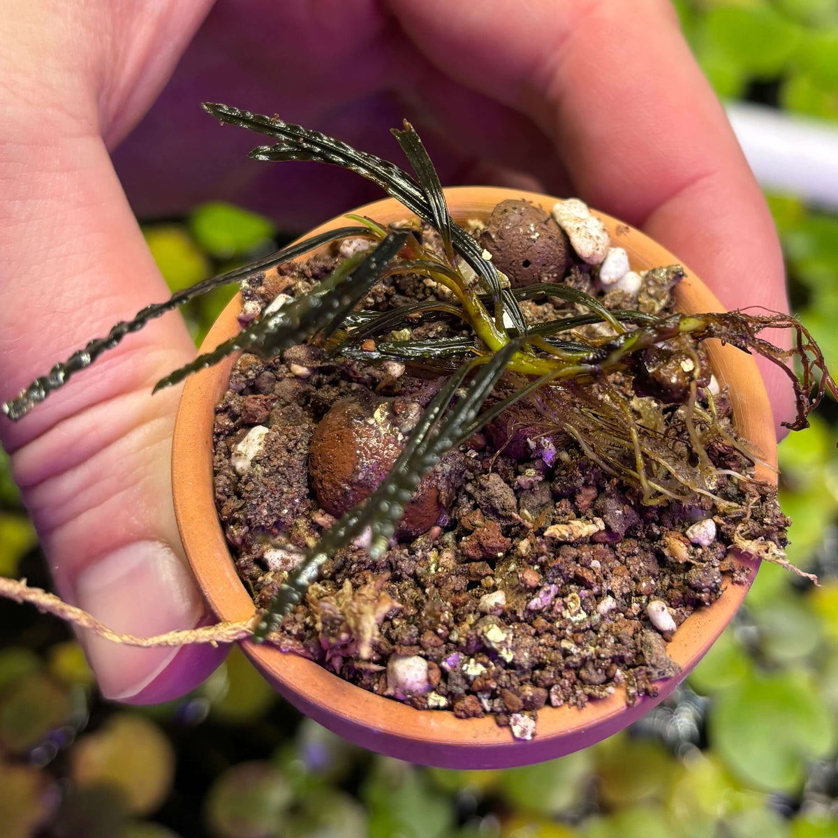 Bucephalandra Rosemary (Bucephalandra belindae var. 'Rosemary') in a terracotta pot with substrate and roots.