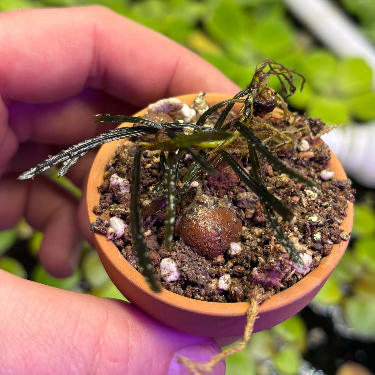 Bucephalandra Rosemary (Bucephalandra belindae var. 'Rosemary') in a small pot held by a hand.