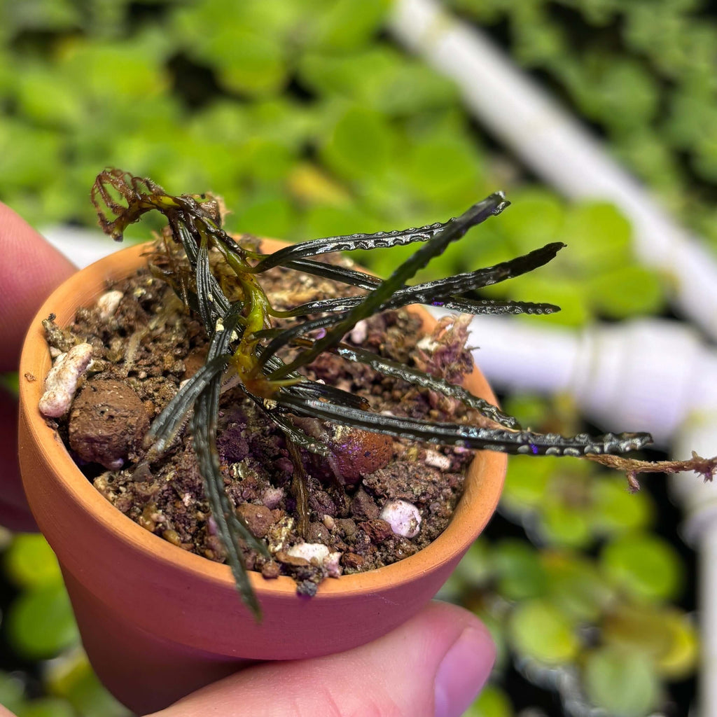 Bucephalandra Rosemary (Bucephalandra belindae var. 'Rosemary') plant in a small pot with soil.