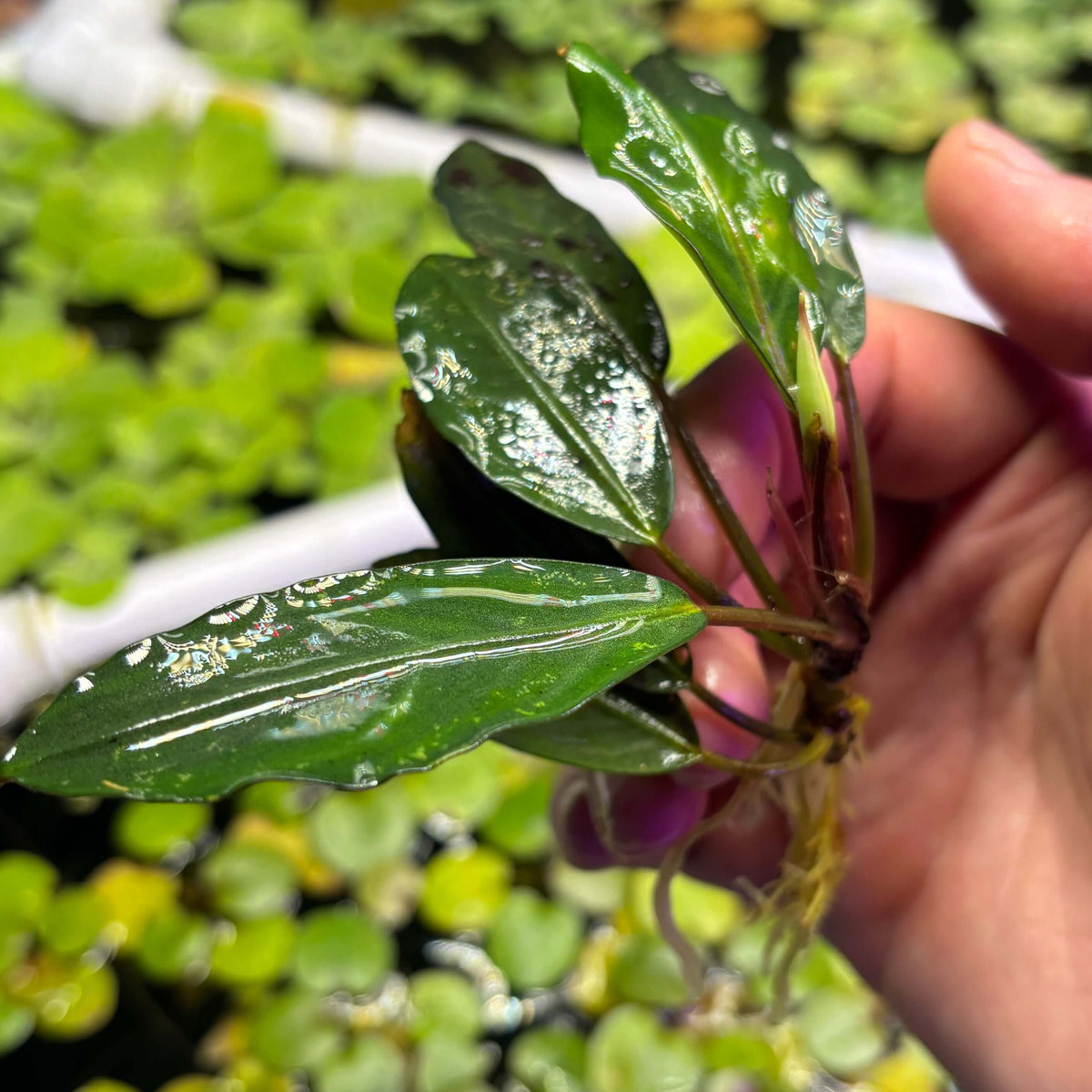 Bucephalandra Silver Gray (Bucephalandra sp. 'Silver Gray') held in hand, showcasing its vibrant green leaves and roots.
