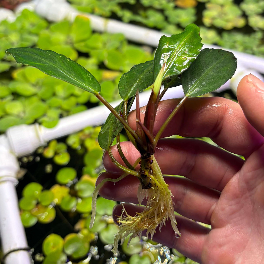 Bucephalandra Silver Gray (Bucephalandra sp. 'Silver Gray') held in hand with visible roots.