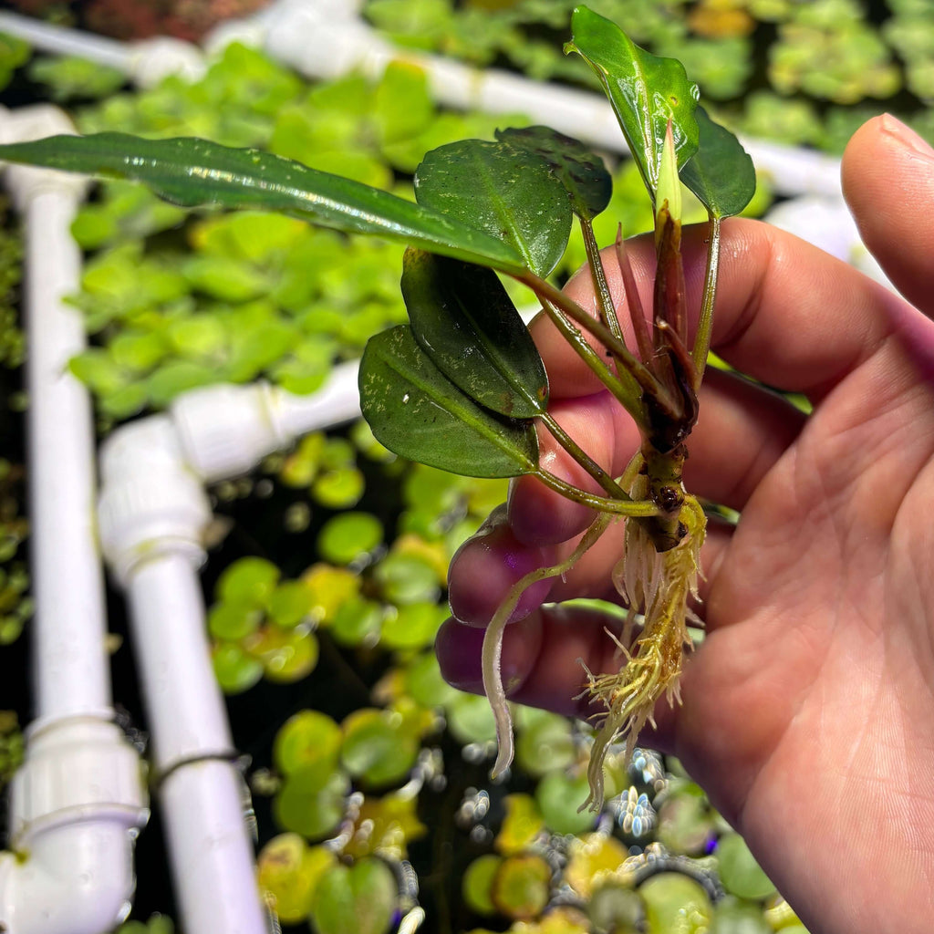 Bucephalandra Silver Gray (Bucephalandra sp. 'Silver Gray') plant held in hand with visible roots and leaves.