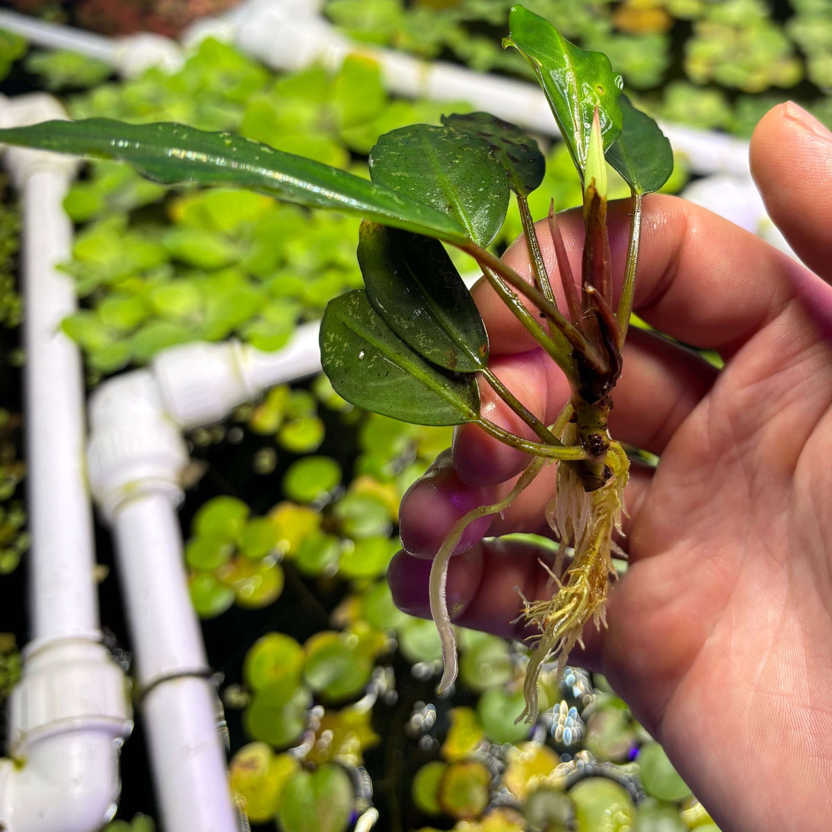 Bucephalandra Silver Gray (Bucephalandra sp. 'Silver Gray') plant held in hand with visible roots and leaves.