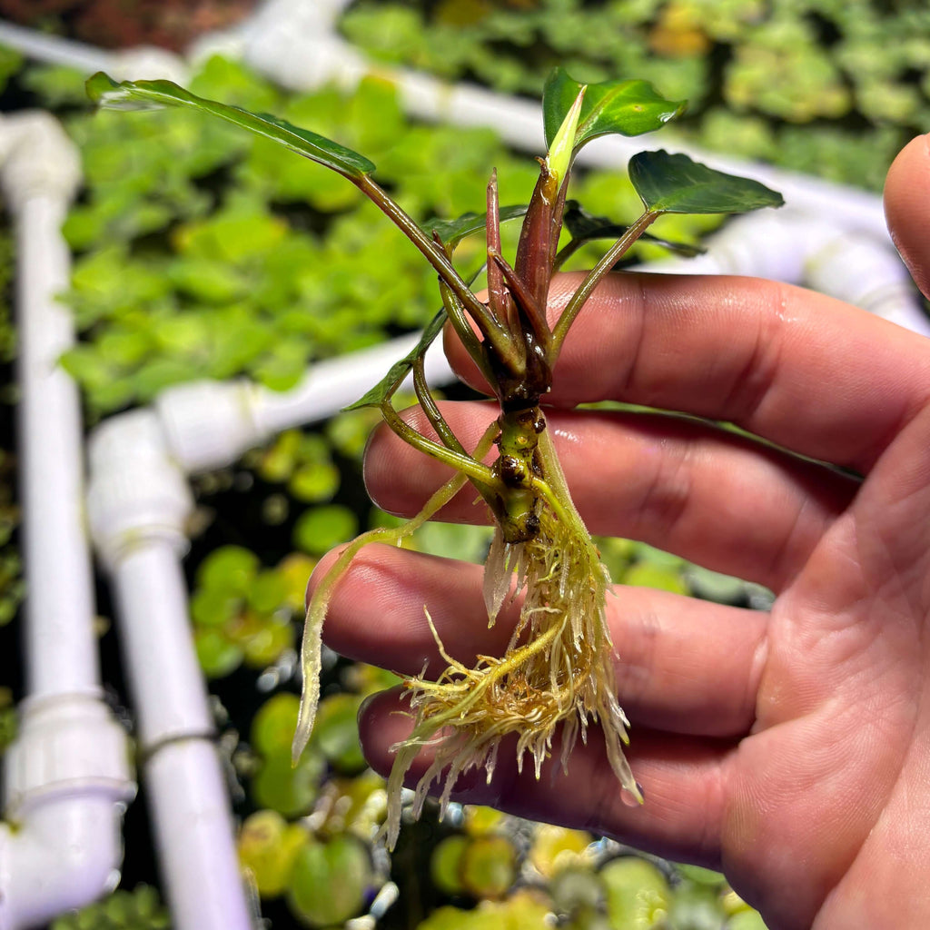 Bucephalandra Silver Gray (Bucephalandra sp. 'Silver Gray') held in hand, showcasing roots and leaves.
