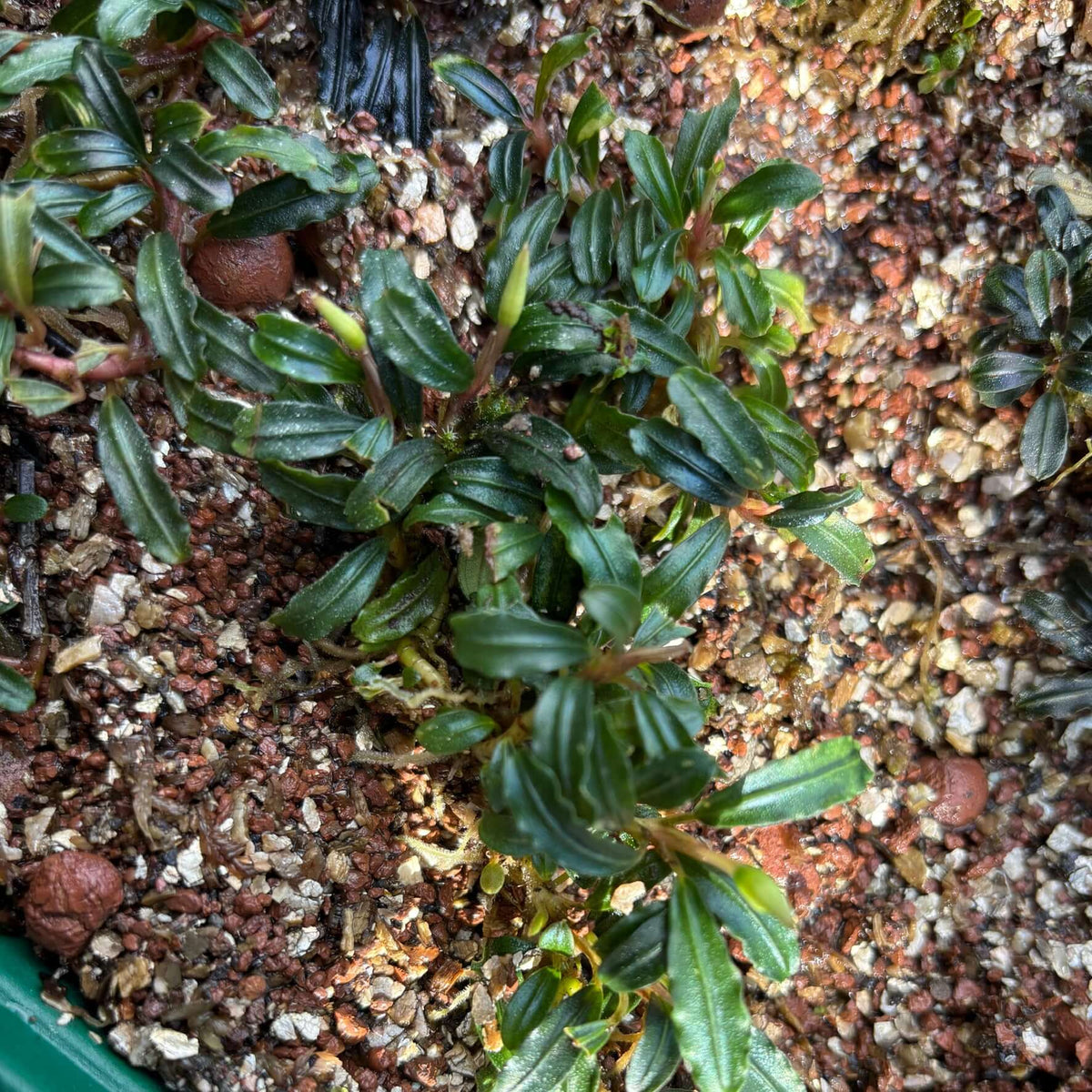 Bucephalandra sp. 'Brownie Phantom Mini' (half tray of clump) in aquarium substrate, showcasing vibrant green leaves.