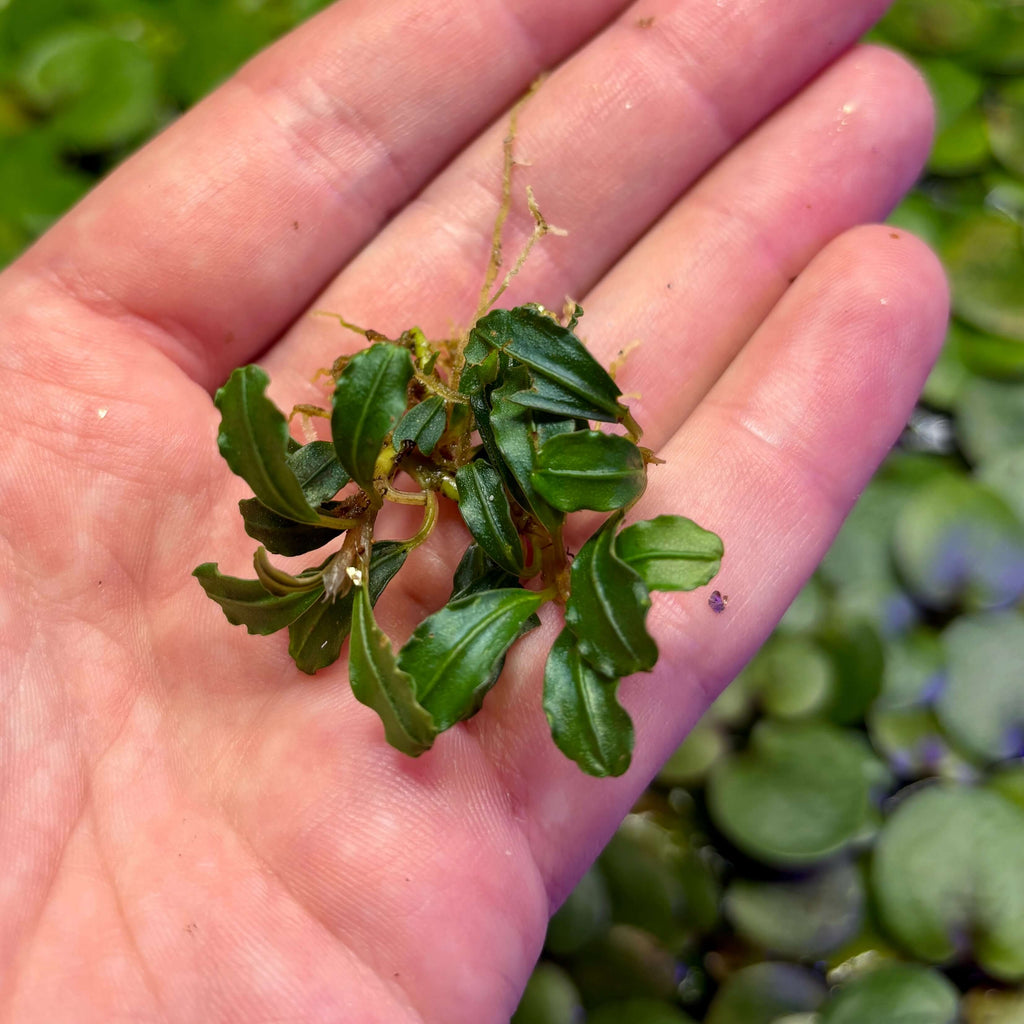 Bucephalandra Sp. Brownie Phantom Mini, a small aquatic epiphyte, showcased in a hand with water plants in the background.