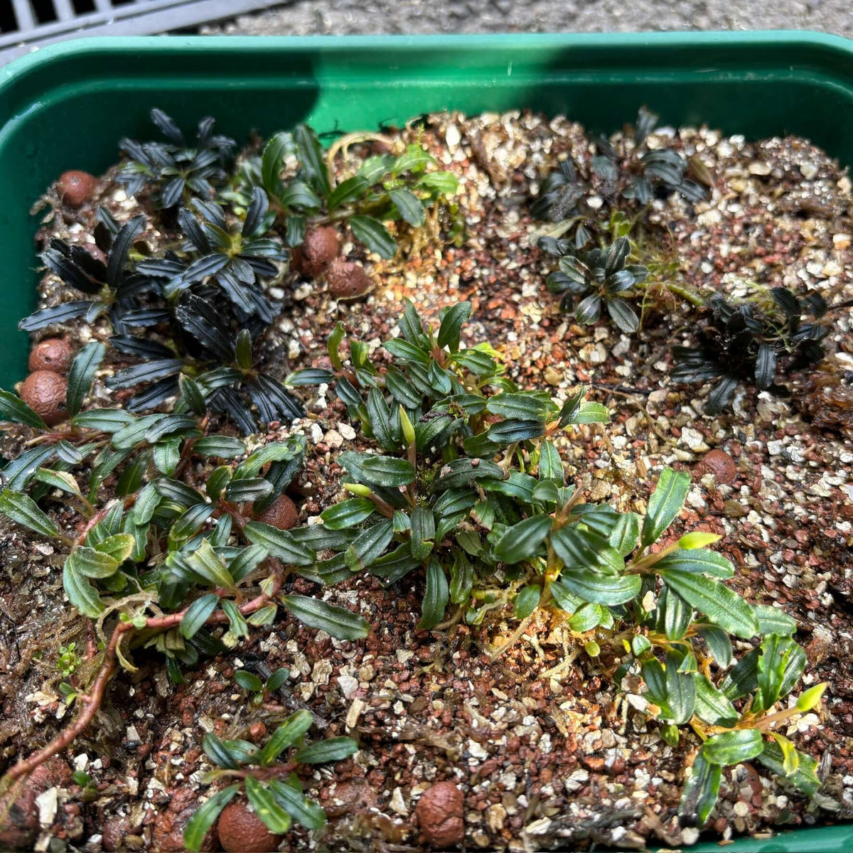 Bucephalandra sp. 'Brownie Phantom Mini' (half tray of clump) with iridescent leaves in a green tray.