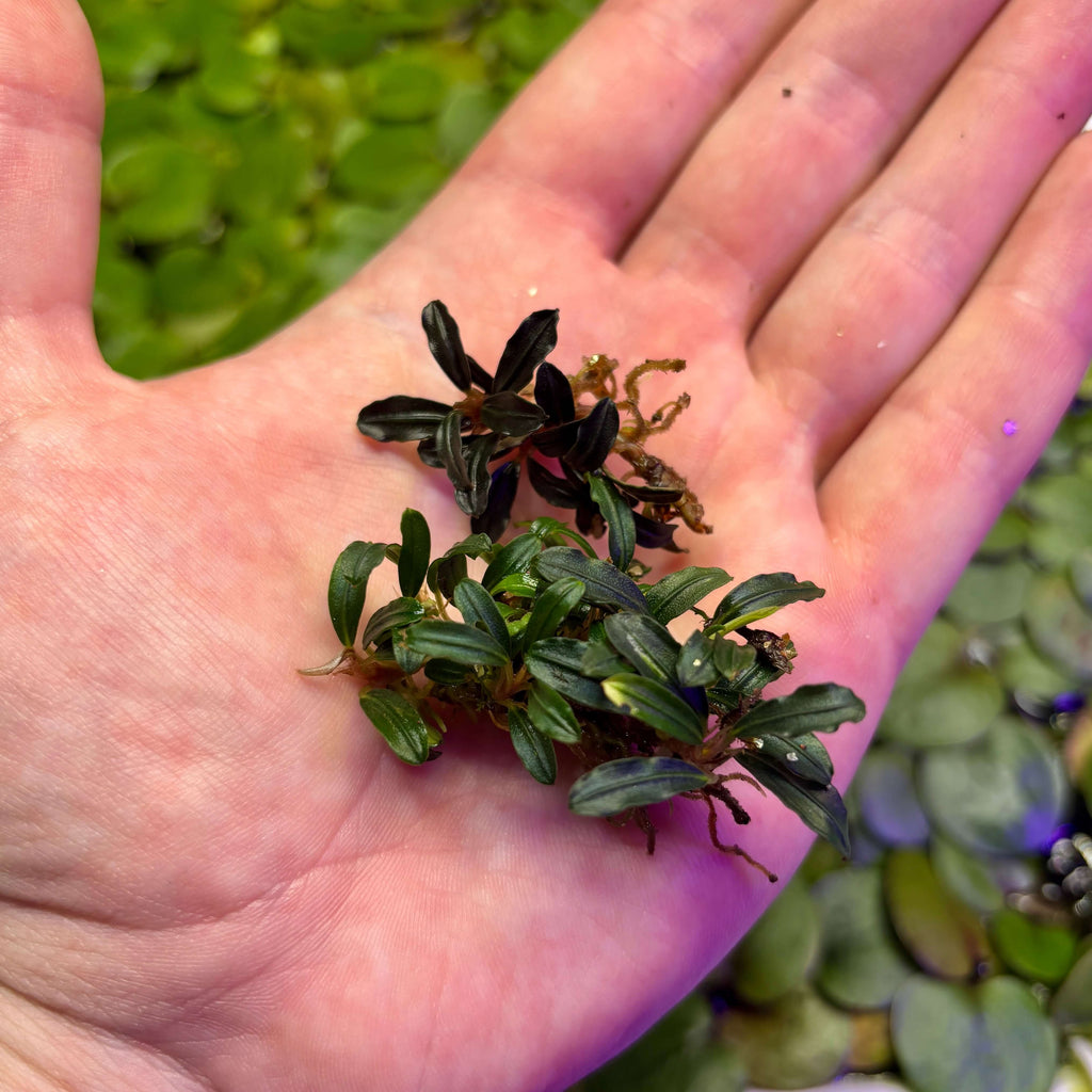Bucephalandra Sp. Brownie Phantom Mini in hand, showcasing iridescent leaves, ideal for aquascaping.