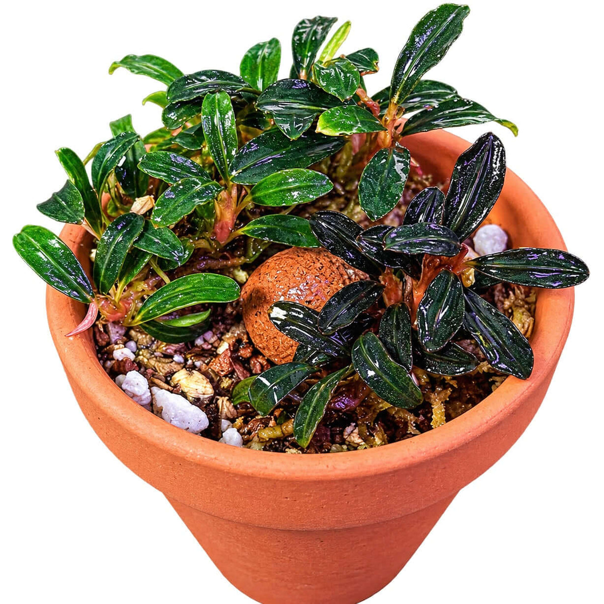 Bucephalandra Sp. Brownie Phantom Mini in a terracotta pot with lush green leaves and decorative stones.