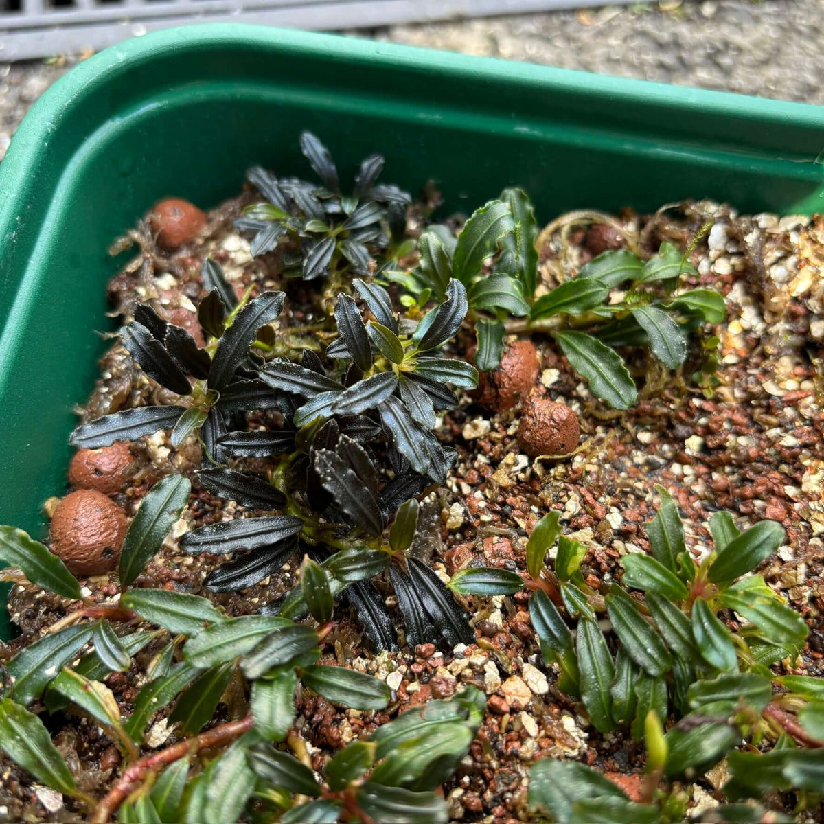 Bucephalandra sp. 'Brownie Phantom Mini' (half tray of clump) in a green container with iridescent leaves.