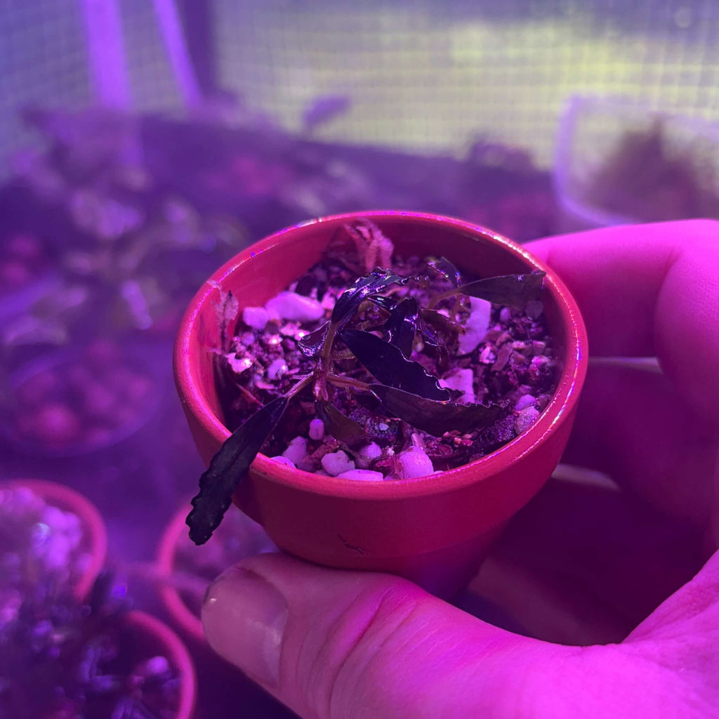 Bucephalandra Sp. Brownie Upper Ghost Rare Epiphyte Plant in small pot, being held under purple lighting.