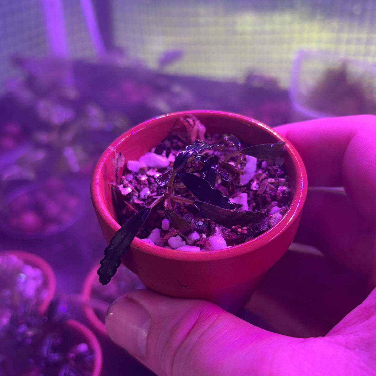 Bucephalandra Sp. Brownie Upper Ghost Rare Epiphyte Plant in small pot, being held under purple lighting.